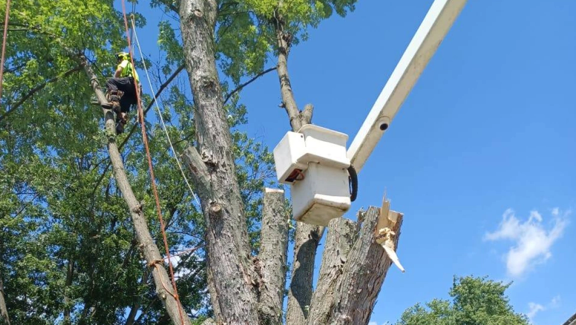 Tree Removal services in westerville OH