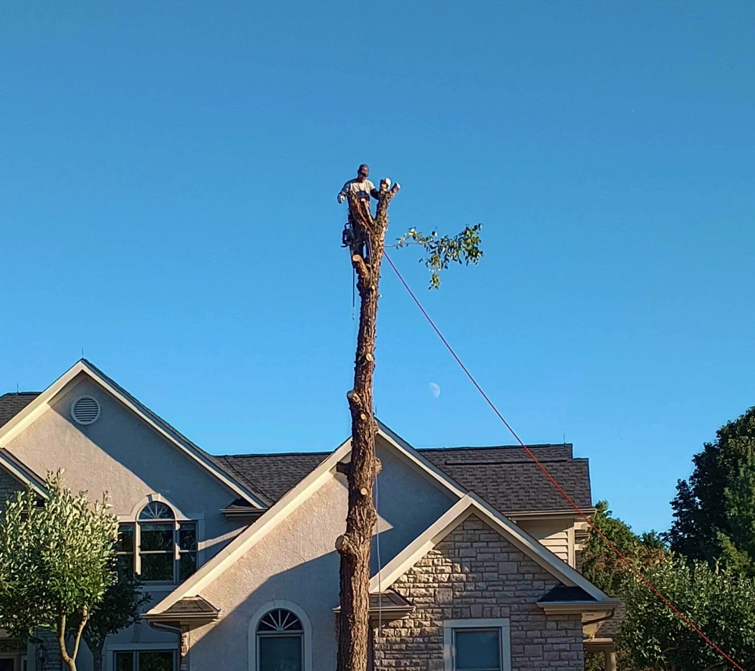 tree services in westerville OH 2
